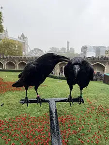 Photo Shared by Marley with their review